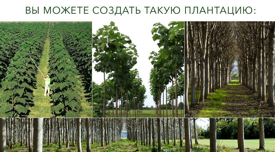 A NEW TREND IN THE AGRICULTURAL SECTOR OF THE COUNTRY - THE CREATION OF FAST-GROWING WOOD PLANTS - My, paulownia, Business, Plantation, Farmer, Money, Land, Longpost