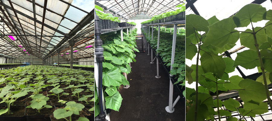 A NEW TREND IN THE AGRICULTURAL SECTOR OF THE COUNTRY - THE CREATION OF FAST-GROWING WOOD PLANTS - My, paulownia, Business, Plantation, Farmer, Money, Land, Longpost