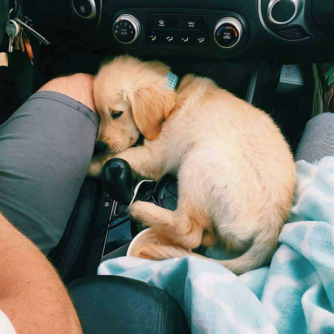 On the seat, of course, it’s good, but it’s calmer with the owner. - Dog, Car