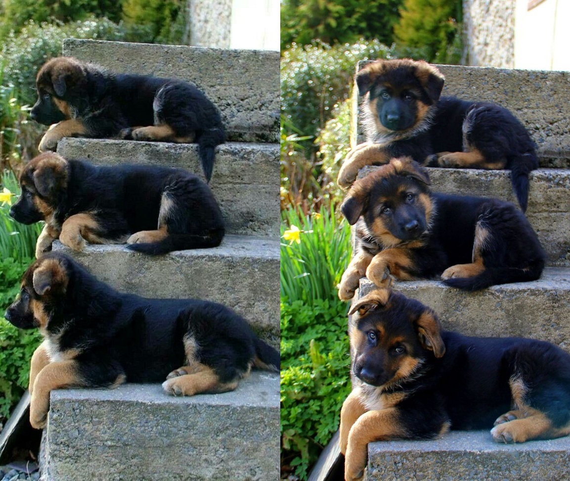 Synchronized Puppies - German Shepherd, Puppies, Animals, Milota, Dog