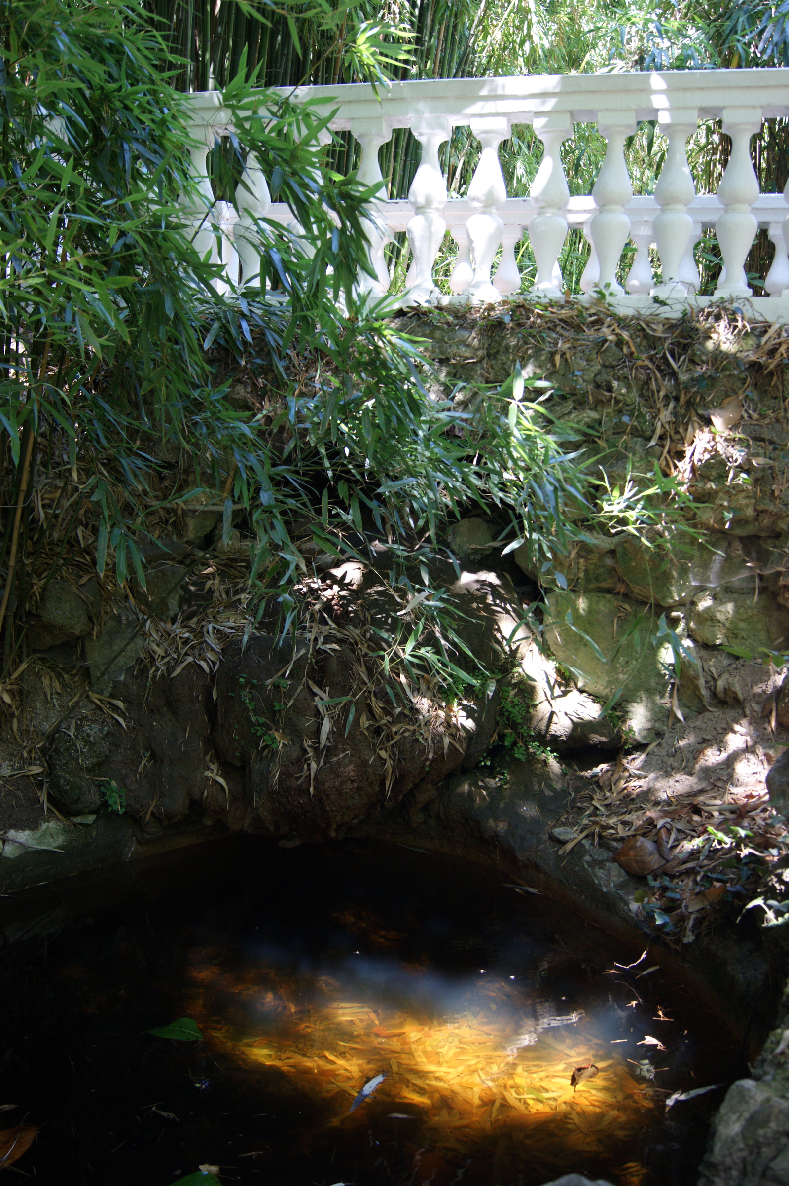 A beam between the crowns of bamboo - My, The photo, Crimea, Pond, Bridge