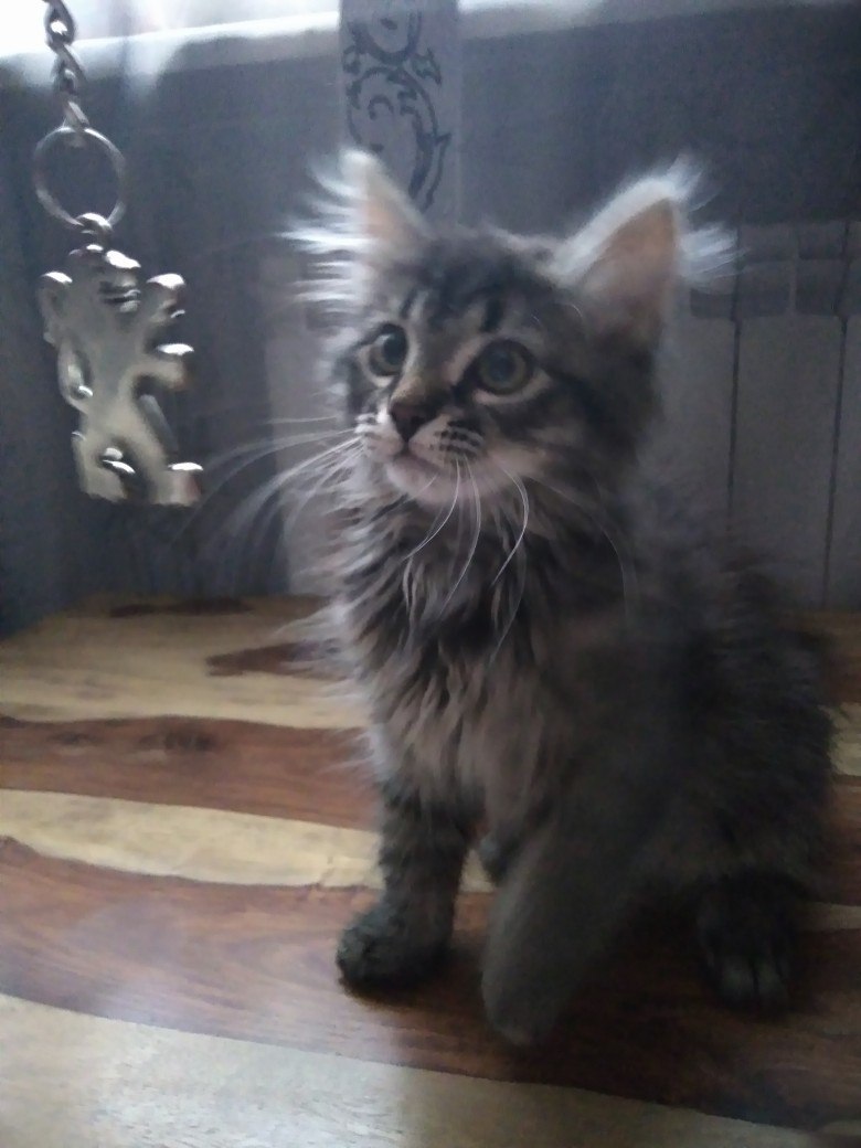 Timofey Alexandrovich - My, cat, The photo, Kittens, Pet, Longpost, Pets