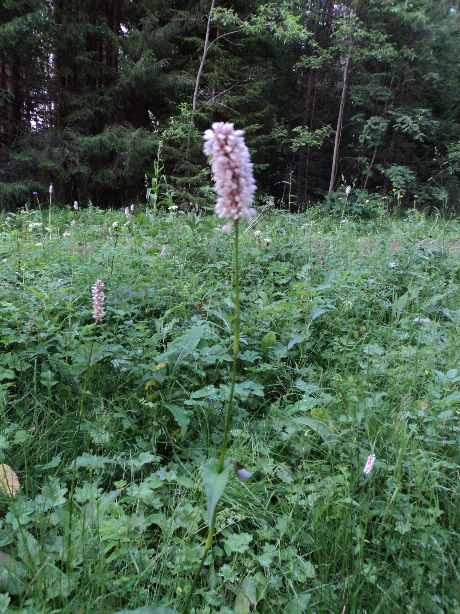 Beauty of the Urals. Part 6 - My, , Ural, beauty of nature, Nature, Russia, wildlife, Forest, Chusovaya, Longpost