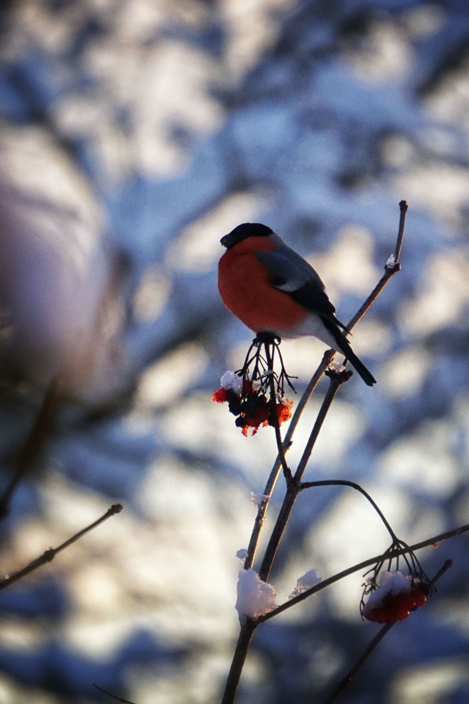 Bullfinches have arrived - My, Bullfinches, The photo, Winter, Fieldfare, Longpost