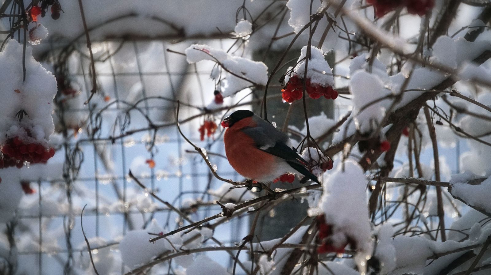 Bullfinches have arrived - My, Bullfinches, The photo, Winter, Fieldfare, Longpost