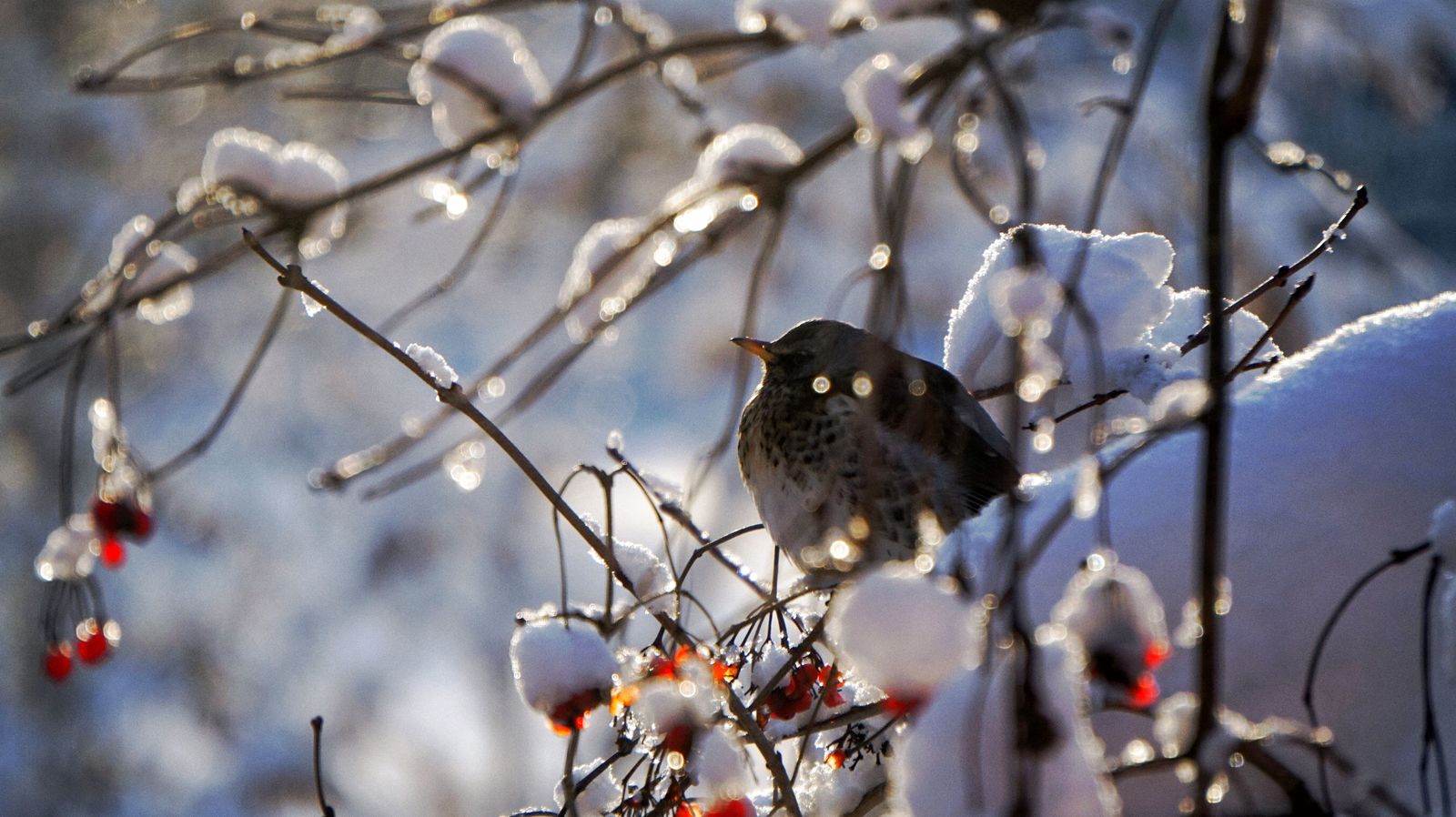 Bullfinches have arrived - My, Bullfinches, The photo, Winter, Fieldfare, Longpost