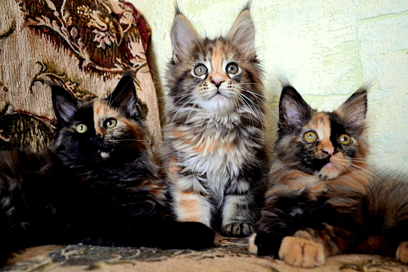 Maine Coon cats! Matryoshkas! - cat, Kittens, Maine Coon, My, Longpost