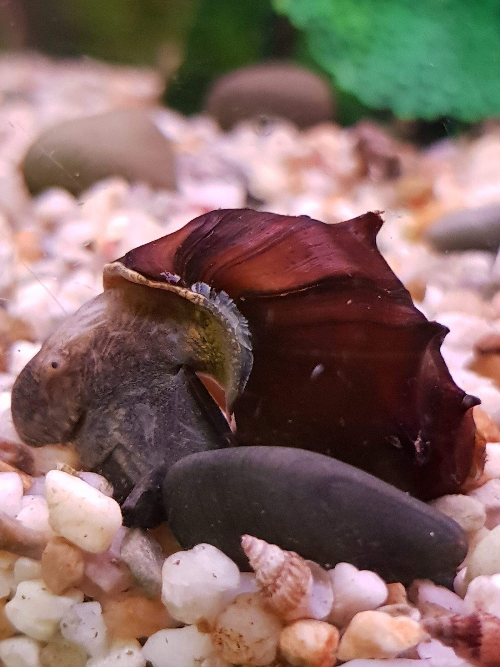 Snails in the aquarium. - My, Aquarium, Snail, Longpost