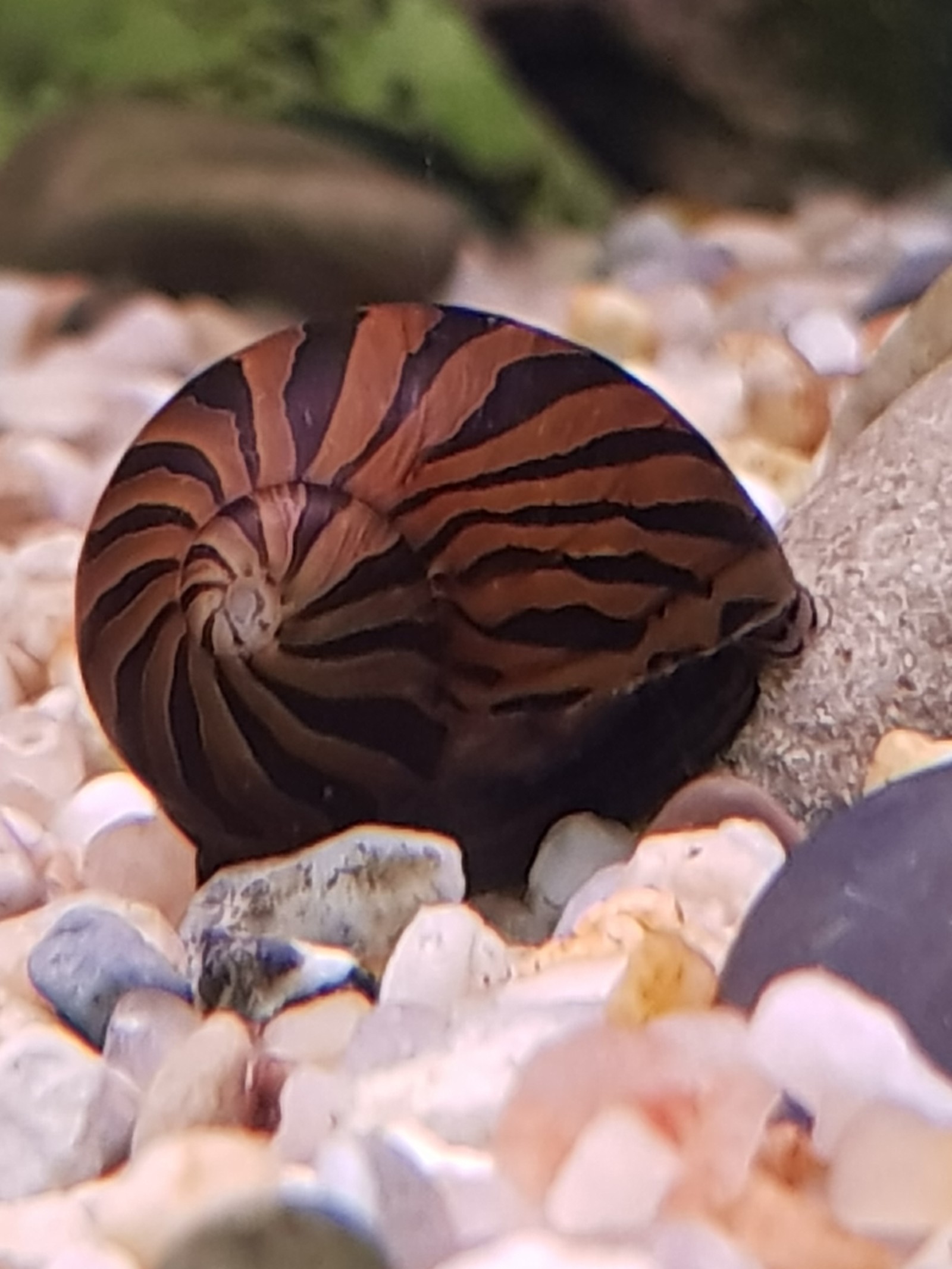 Snails in the aquarium. - My, Aquarium, Snail, Longpost