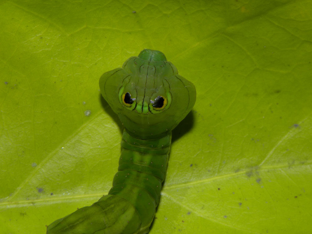 Creepers. - My, Caterpillar, Butterfly, Mimicry, GIF, Snake, Longpost