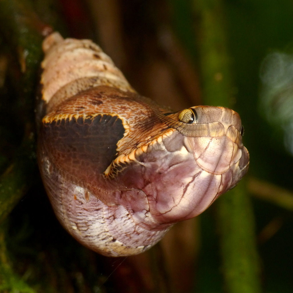 Creepers. - My, Caterpillar, Butterfly, Mimicry, GIF, Snake, Longpost