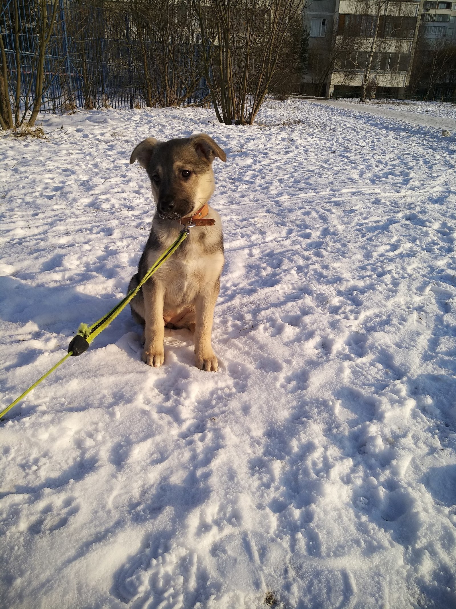 The puppy was thrown out into the cold. We urgently need to find a new home! - My, Dog, Found a dog, Dogs and people, Animals, Pets, In good hands, Pet, Moscow, Longpost, 