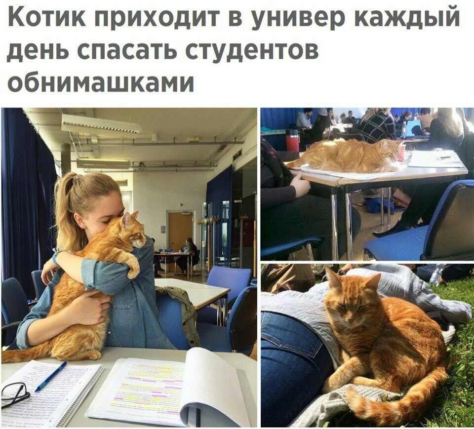 Котик антистресс - Кот, Антистресс, Студенты, Нагло стырено из вк