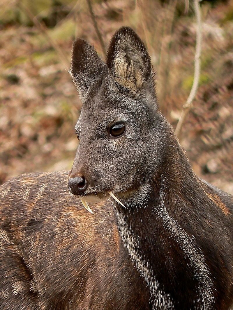 Musk deer - Musk deer, Russia, Animals, The photo, Longpost