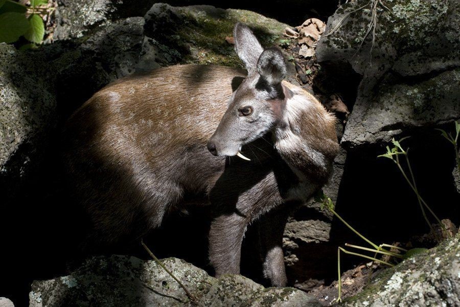 Musk deer - Musk deer, Russia, Animals, The photo, Longpost