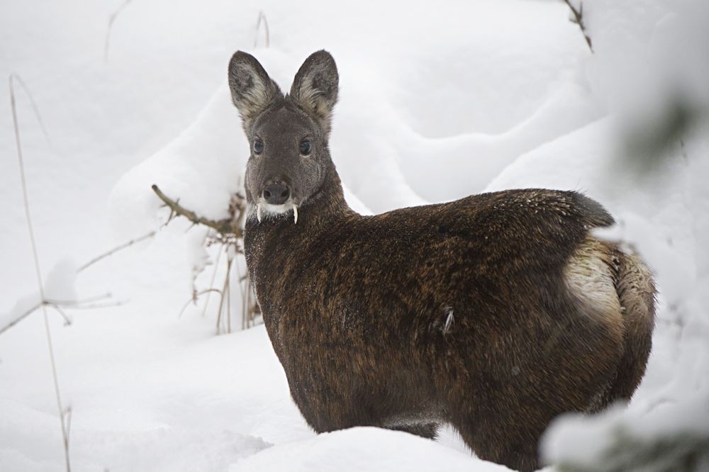 Musk deer - Musk deer, Russia, Animals, The photo, Longpost