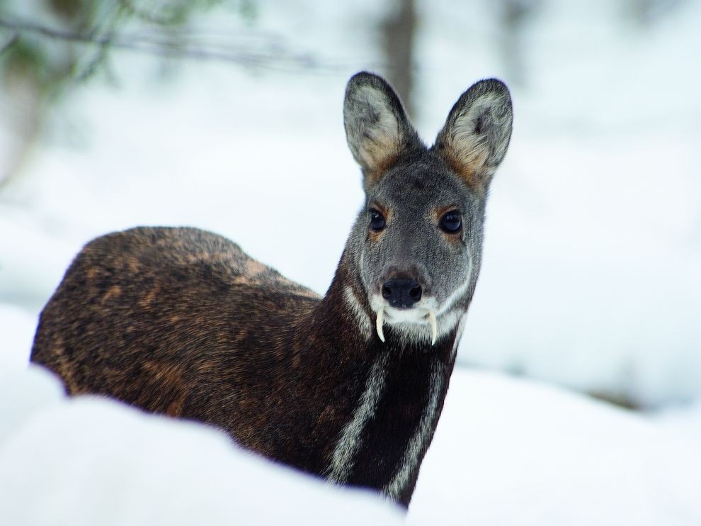 Musk deer - Musk deer, Russia, Animals, The photo, Longpost