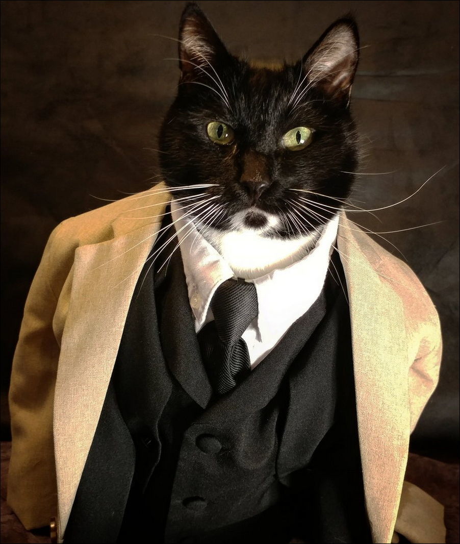 Mister cat - cat, Gentlemen, From the network