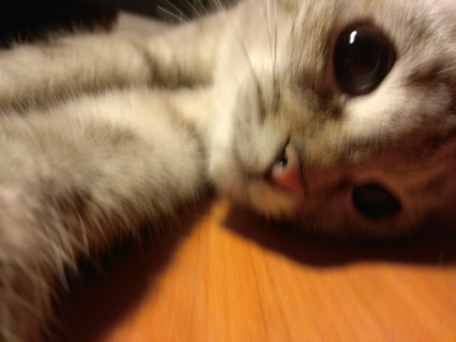 Selfies of kitty Masyanya. - My, Milota, Selfie, Foundling, Longpost, cat