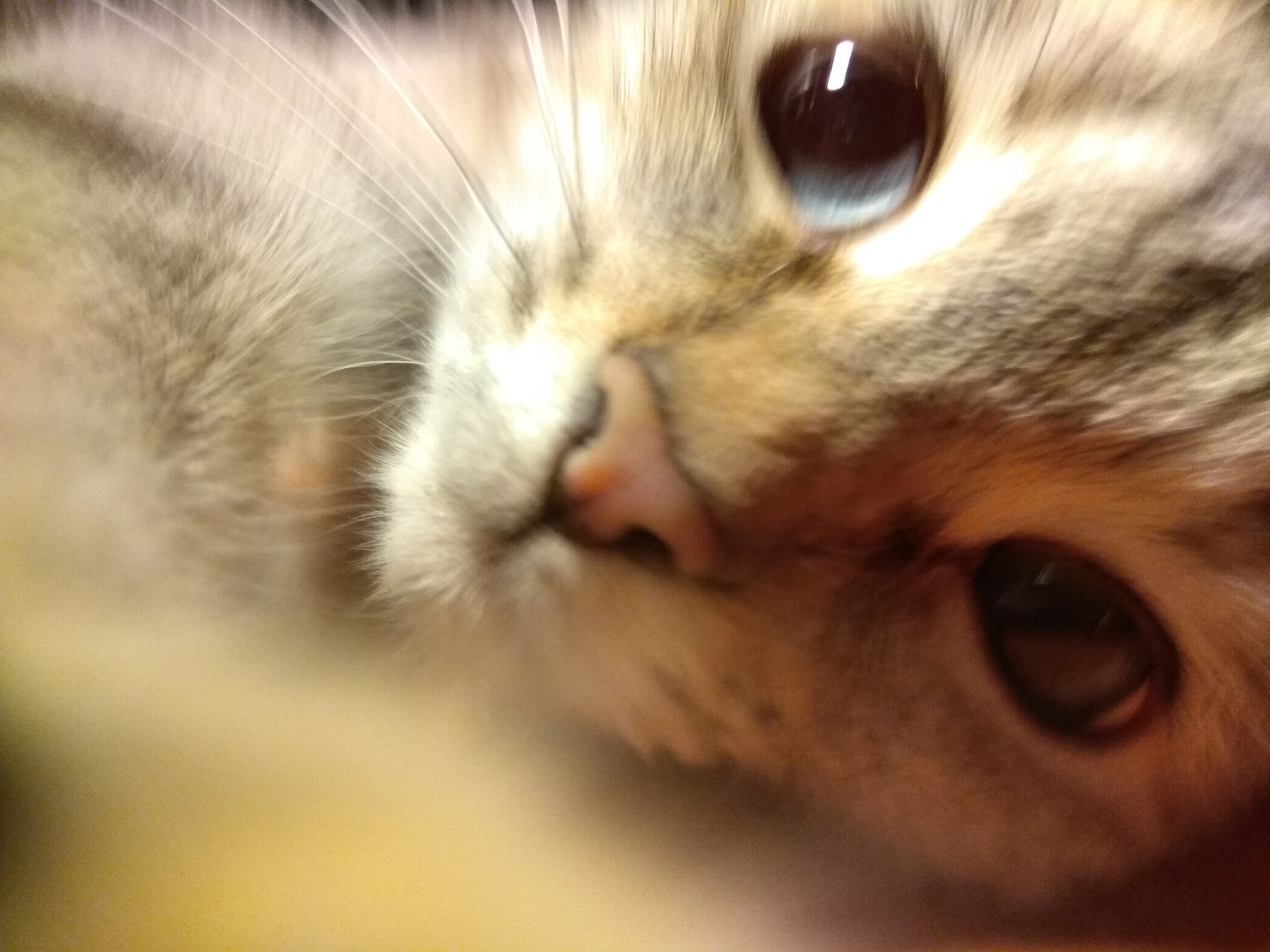 Selfies of kitty Masyanya. - My, Milota, Selfie, Foundling, Longpost, cat