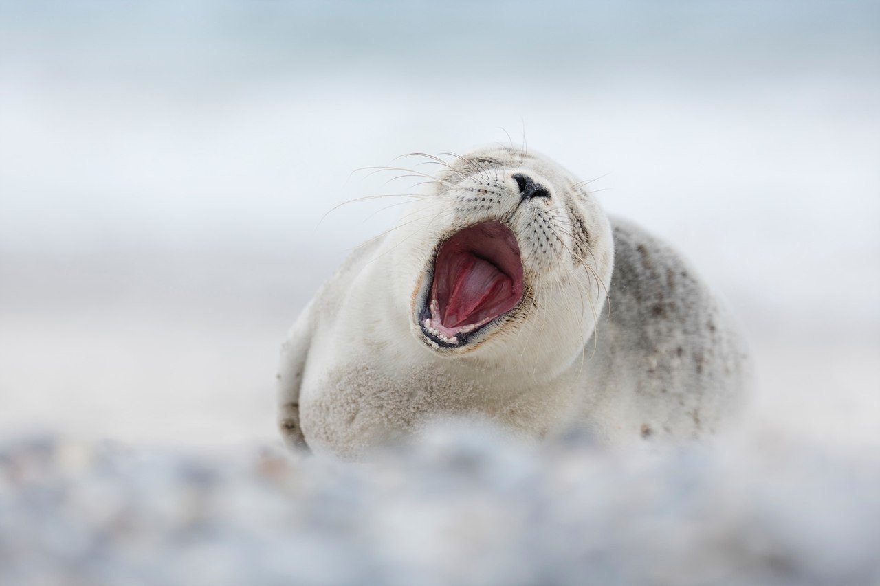 When you wake up on your day off... - Seal, Dream, Weekend, Animals