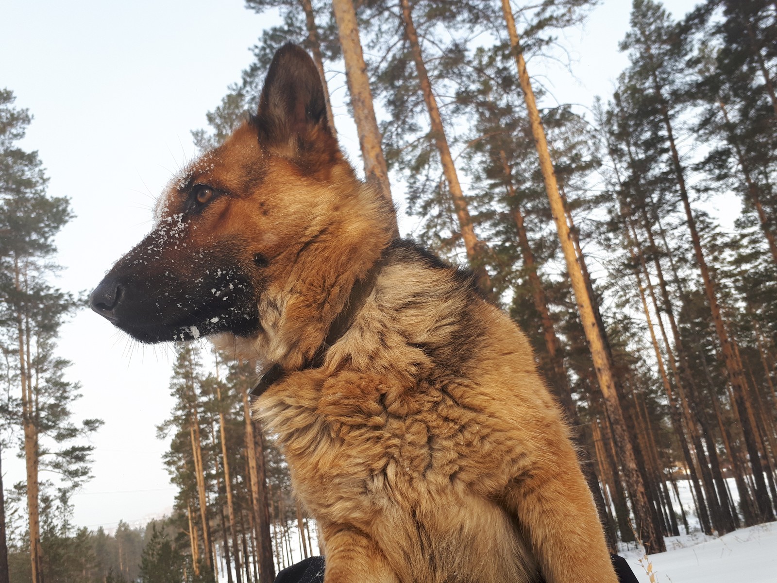 Walk in the woods - My, Winter, Forest, Dog, Longpost