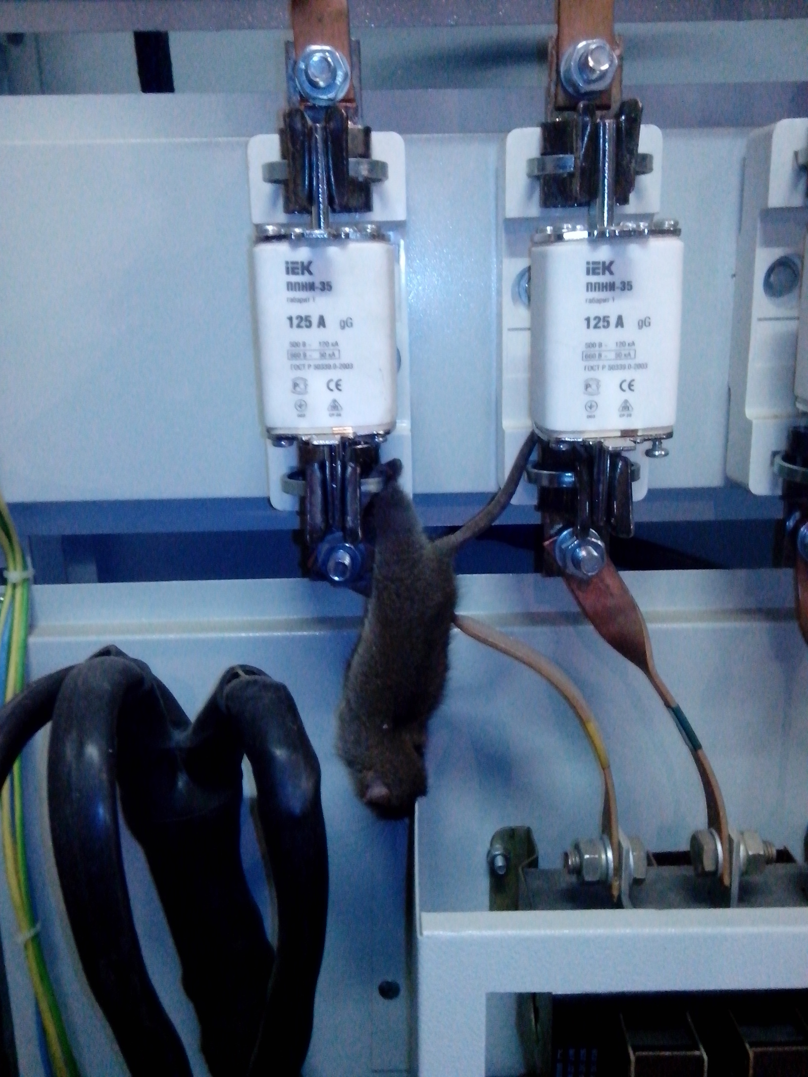 The tail will not bring to good - My, Electrical cabinet, Rat