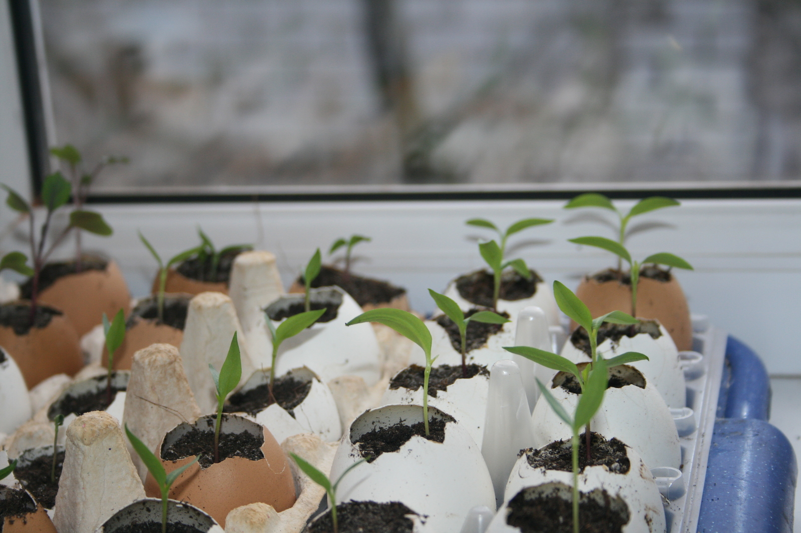 This is how the mother-in-law grew seedlings in the spring - My, Spring, Seedling, Gardening