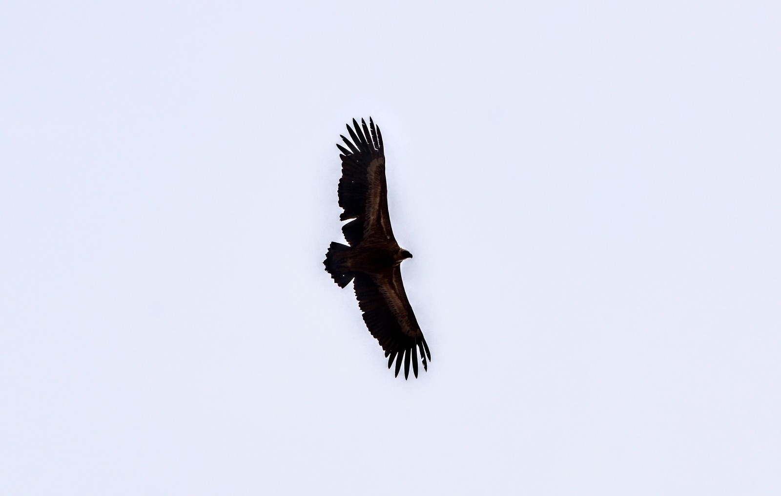 Eagles. - My, The photo, Travels, Travel across Russia, Birds, Hike, Longpost