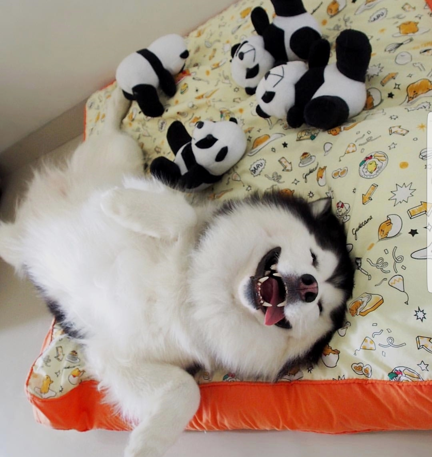 Do I look like a panda? - Dog, Panda, Bliss, Toys, Husky