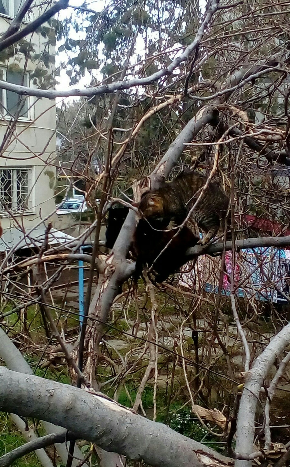 Did not wait or did not wait. - My, cat, Spring, Longpost