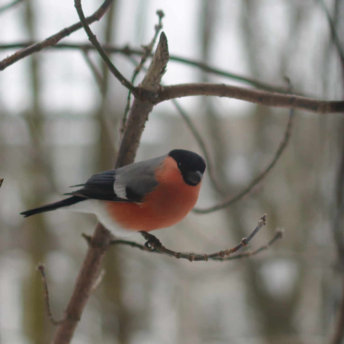 Bullfinches - My, Bullfinches, Birds, The photo, Tver, Longpost