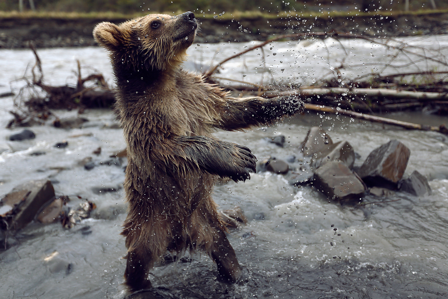 First post and immediately button accordion :) - My, The Bears, Selfie, wildlife, Longpost