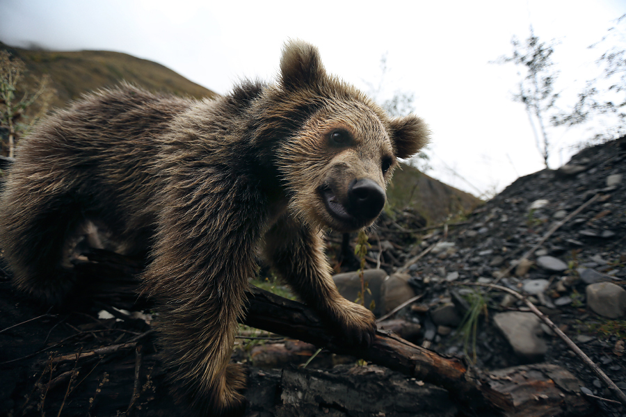 First post and immediately button accordion :) - My, The Bears, Selfie, wildlife, Longpost