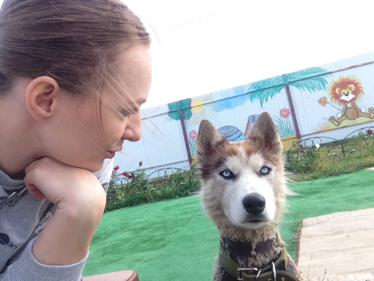 How one puppy with white walker eyes melted a cat's heart... - My, New life, Husky, My life won't be the same, Long-post, Life stories, Longpost