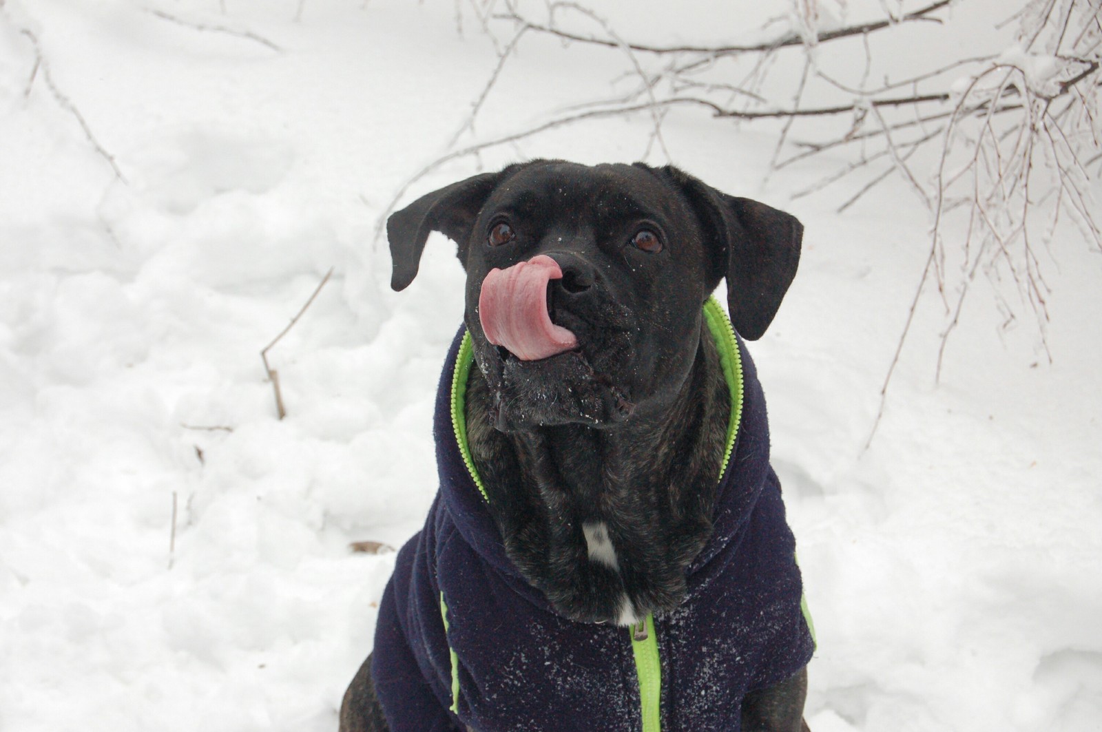 Winter walk)) - My, Dog, Forest, Winter, Photographer, Longpost