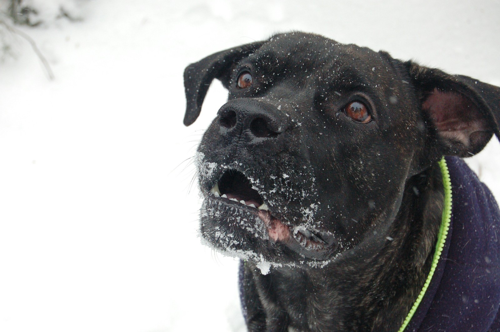 Winter walk)) - My, Dog, Forest, Winter, Photographer, Longpost