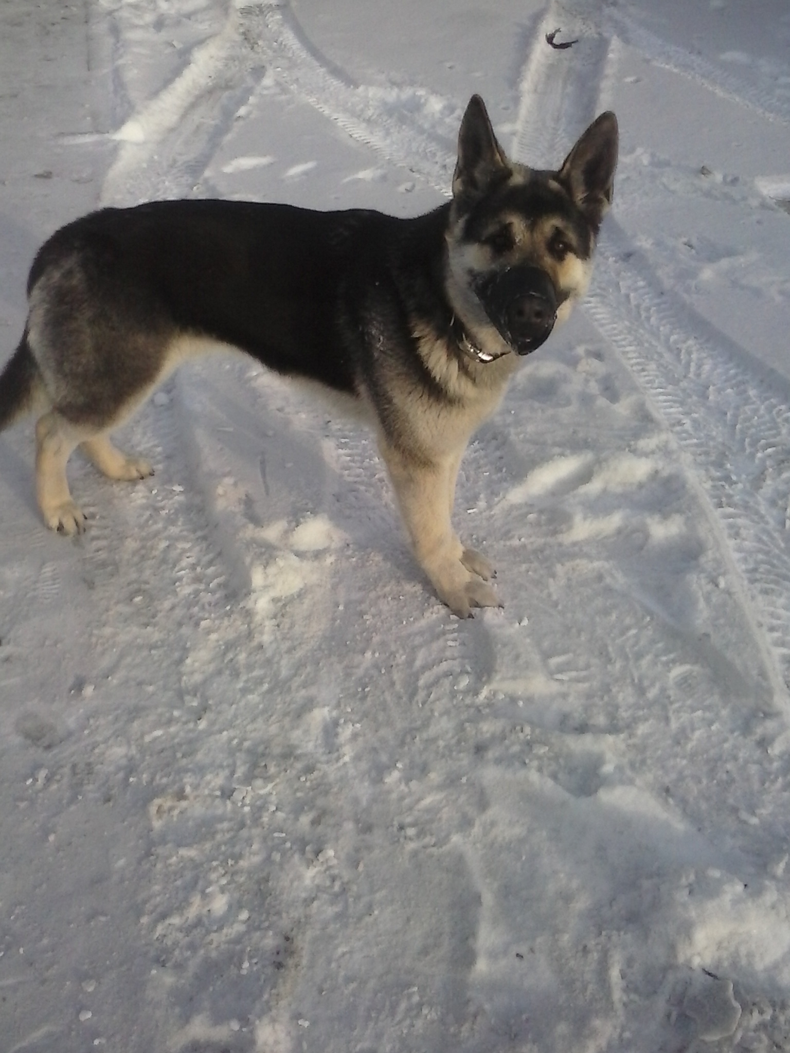 Here comes the first year - My, Dog, East European Shepherd, First year, Longpost