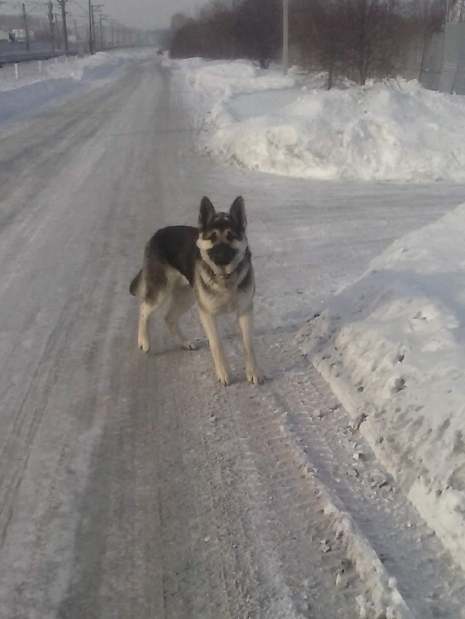 Here comes the first year - My, Dog, East European Shepherd, First year, Longpost