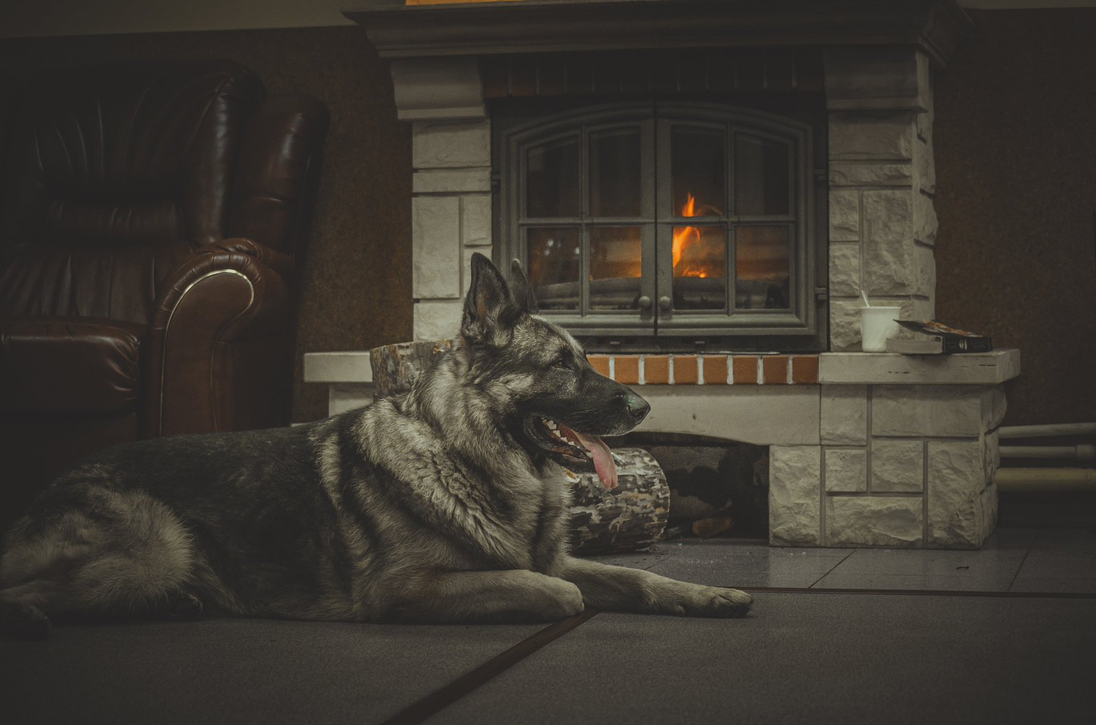 Disassembled the old, I want to share - My, Dog, German Shepherd, Fireplace, PHOTOSESSION, Hobby, Longpost