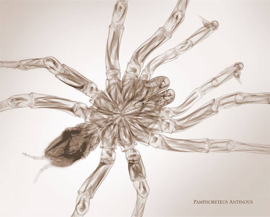 Through photos. - The photo, X-ray, Spider, Insects, Longpost