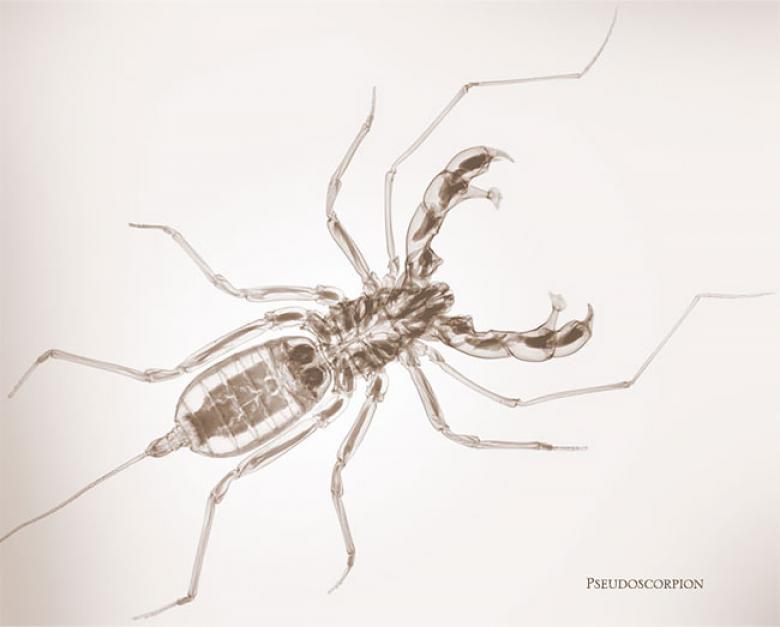 Through photos. - The photo, X-ray, Spider, Insects, Longpost