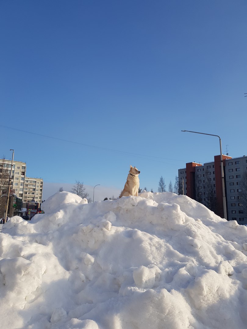 Snowdrift watchman - Dog, Milota, Winter