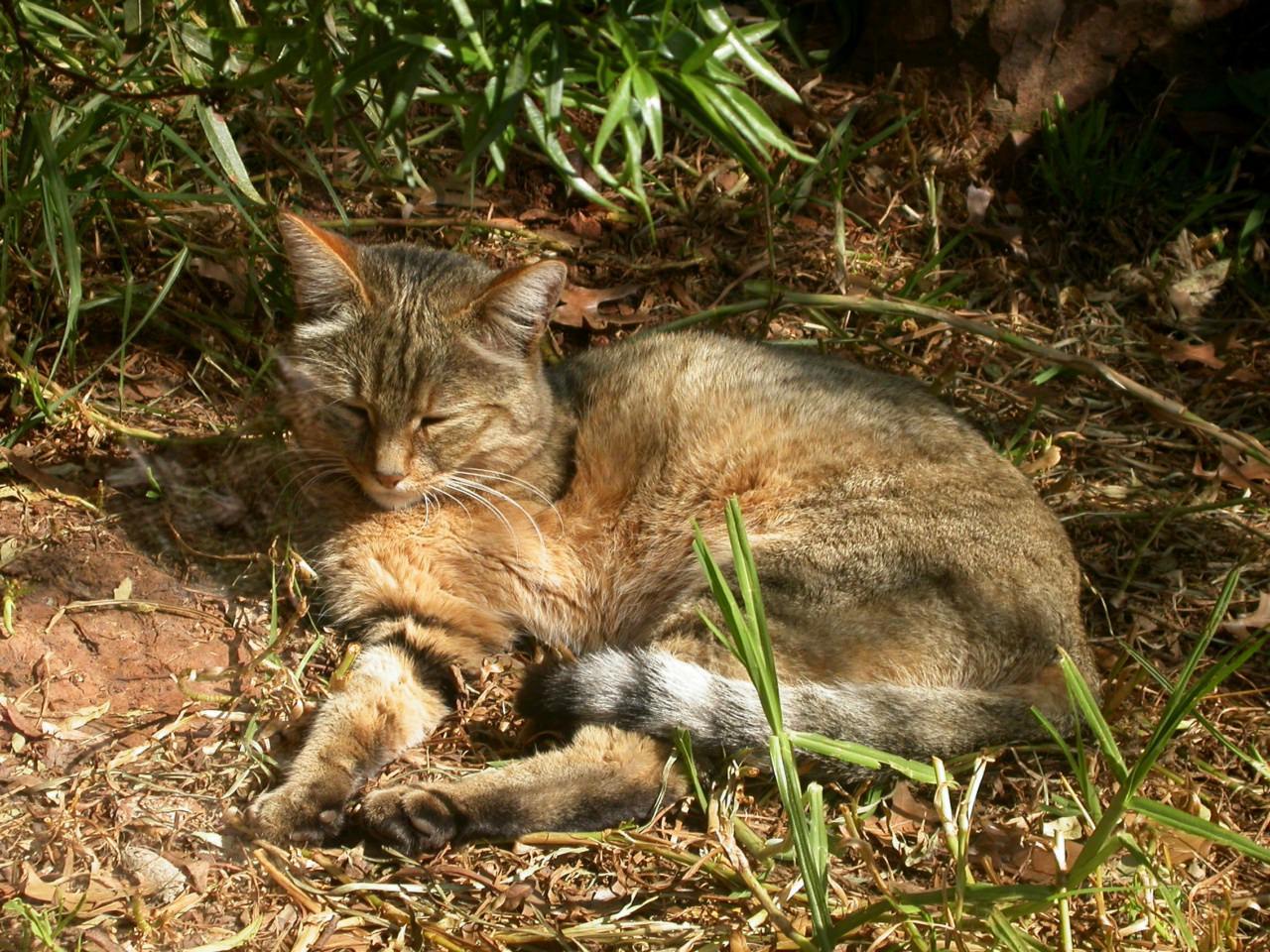 Лесные коты, гуляют сами по себе - Дикие коты, Дикая природа, Кот, Природа, Божество, Котомафия, Длиннопост