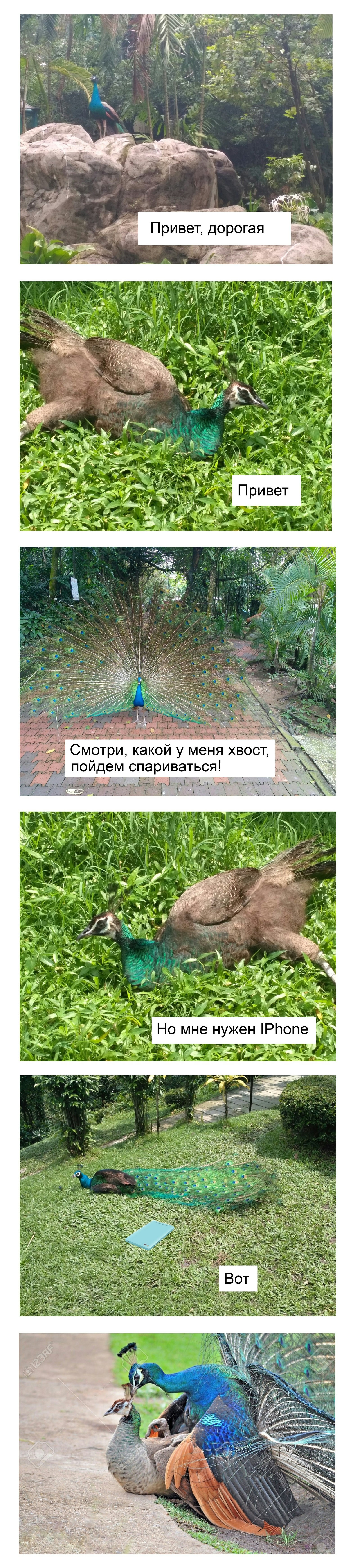 When animals are like humans - My, Peacock, Birds, iPhone, Longpost