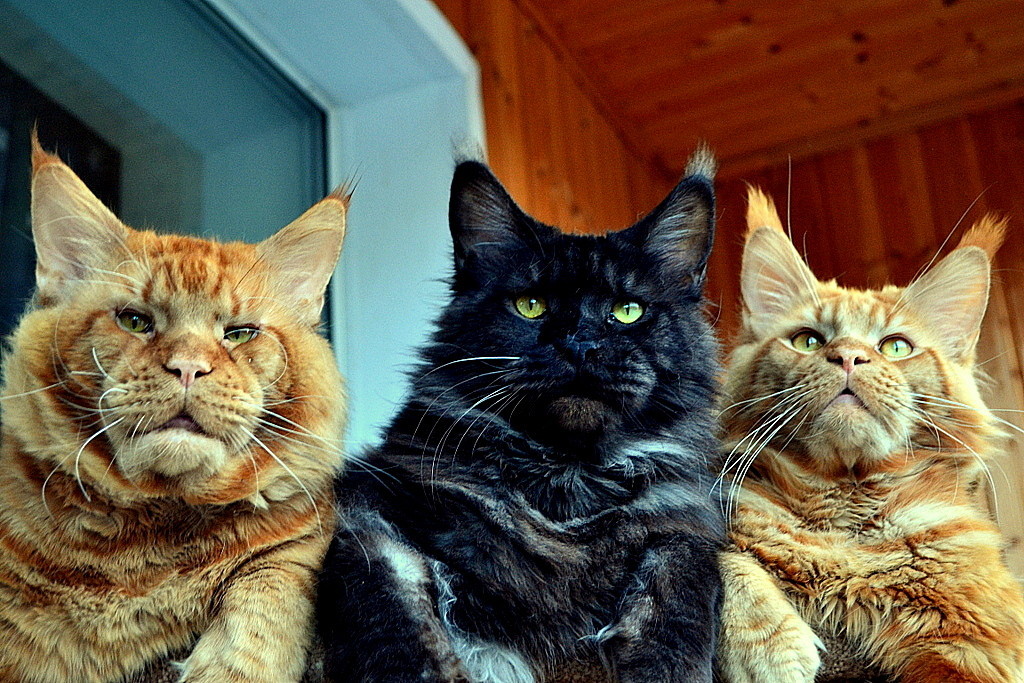 Good afternoon! My favorites! Security! Guys! - cat, Maine Coon, My