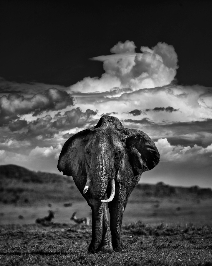 BW Africa - My, Animals, The photo, Africa, Kenya, wildlife, Longpost