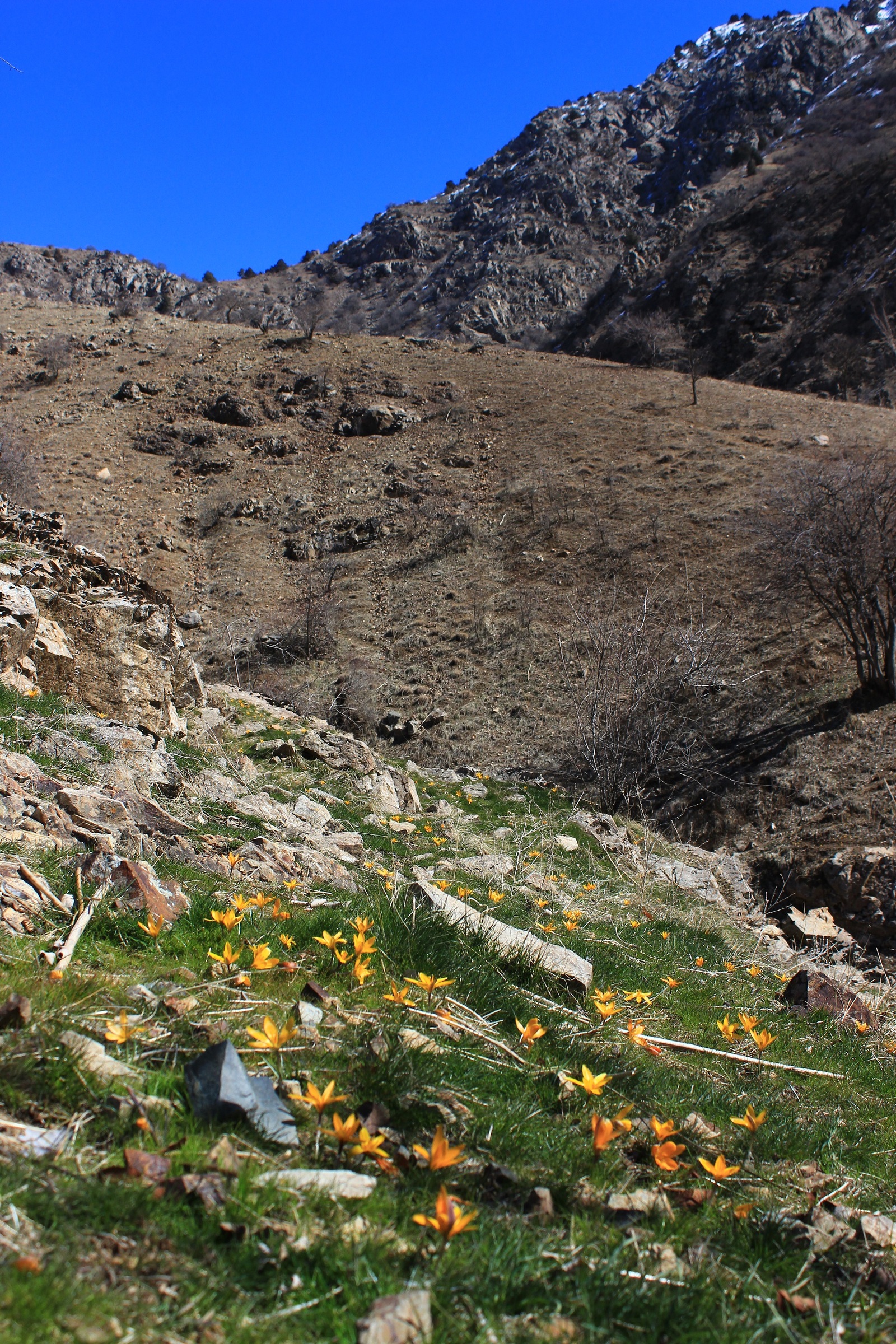 Just a little bit left for spring - My, Snowdrops, The mountains, Grass, Tajikistan, Longpost, Snowdrops flowers