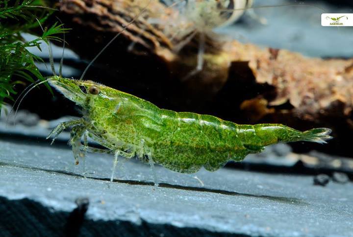 A little about shrimp - Shrimps, Aquarium, , Longpost