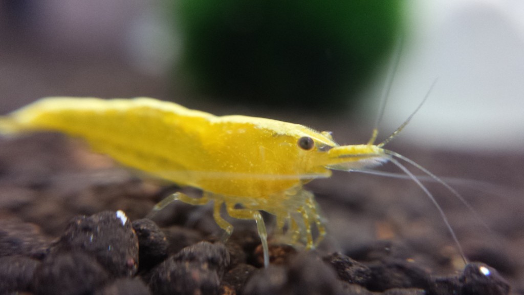 A little about shrimp - Shrimps, Aquarium, , Longpost